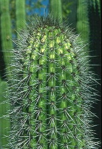 Pinchos de un cactus.